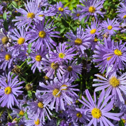 Aster 'Monch'