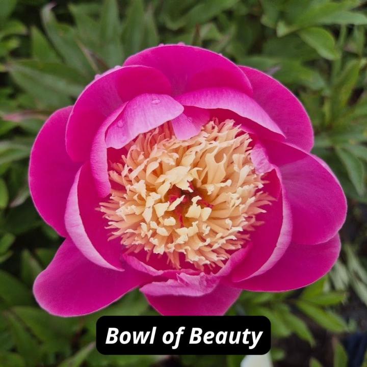 Bowl of Beauty