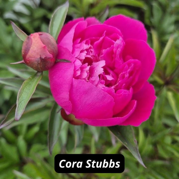Cora Stubbs