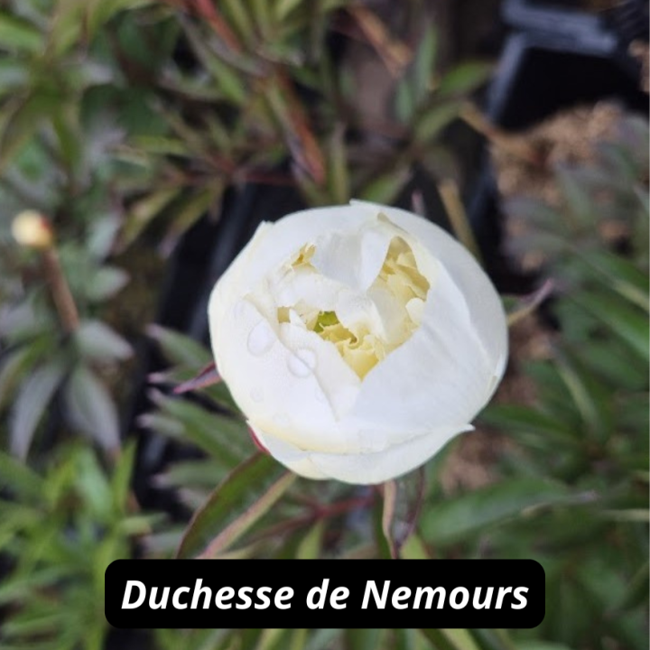 Duchesse de Nemours