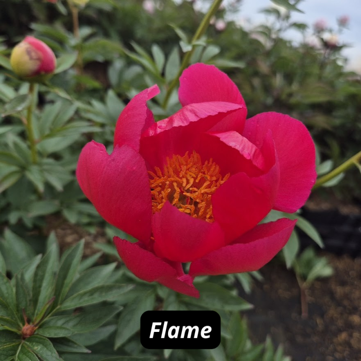 Flame