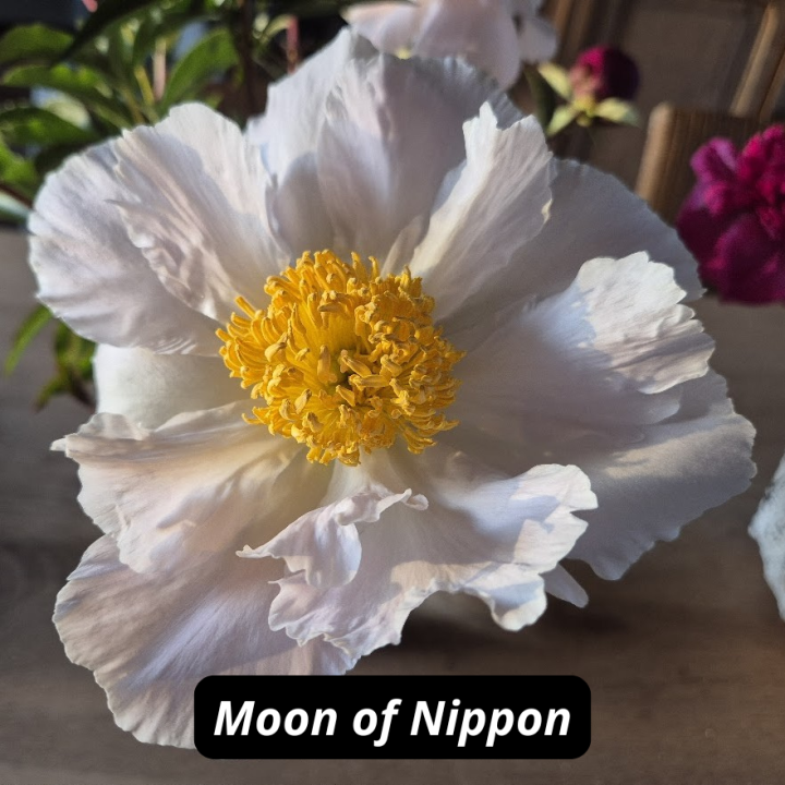 Moon of Nippon