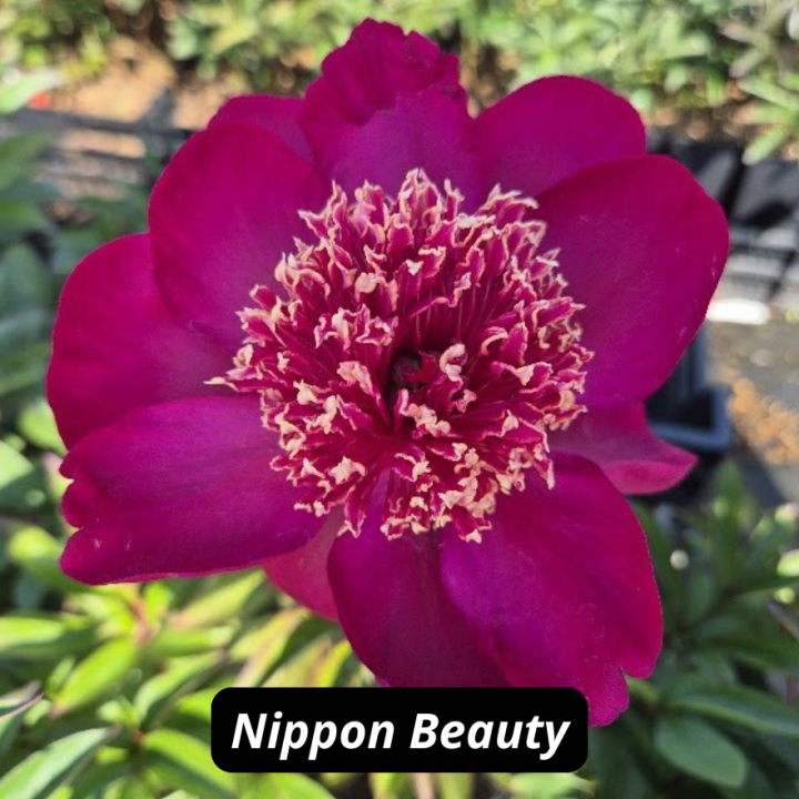 Nippon Beauty