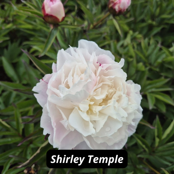 Shirley Temple