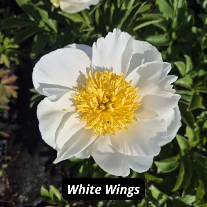 White Wings