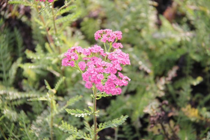 Achillea millefolium 'Apricot Delight'