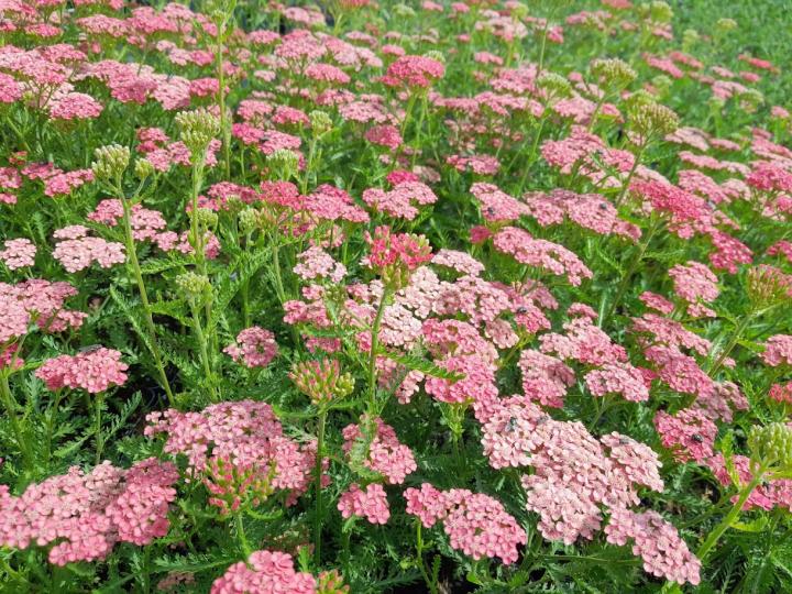 Achillea millefolium 'Apricot Delight'