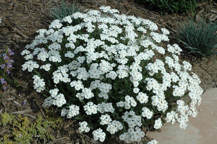 Achillea ageratifolia