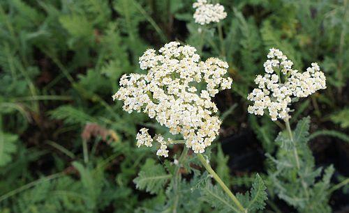 Achillea  'Alabaster'