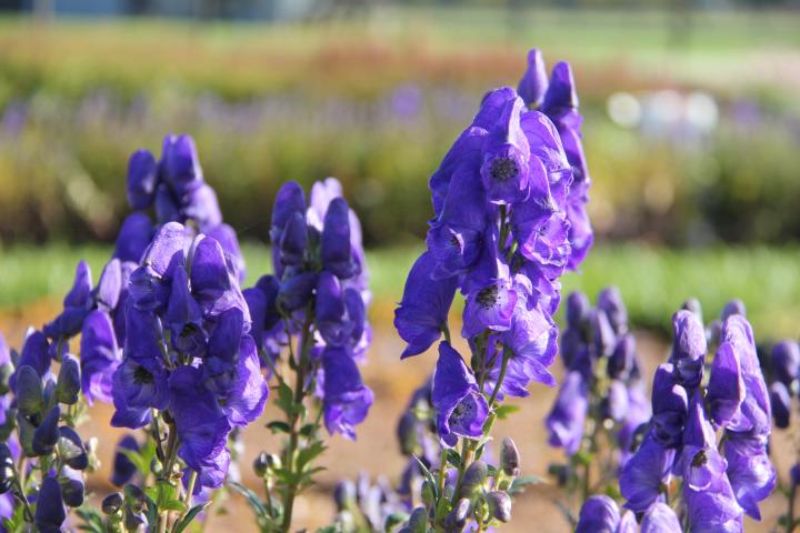 Aconitum carmichaellii  'Arendsii'