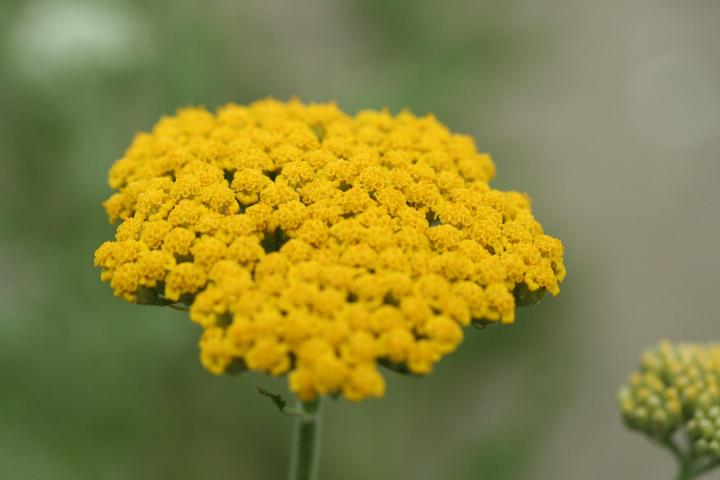 Achillea 'Coronation Gold'