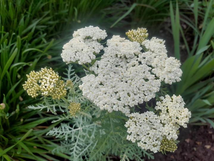 Achillea crithmifolia
