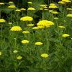 Achillea filipendulina 'Cloth of Gold'