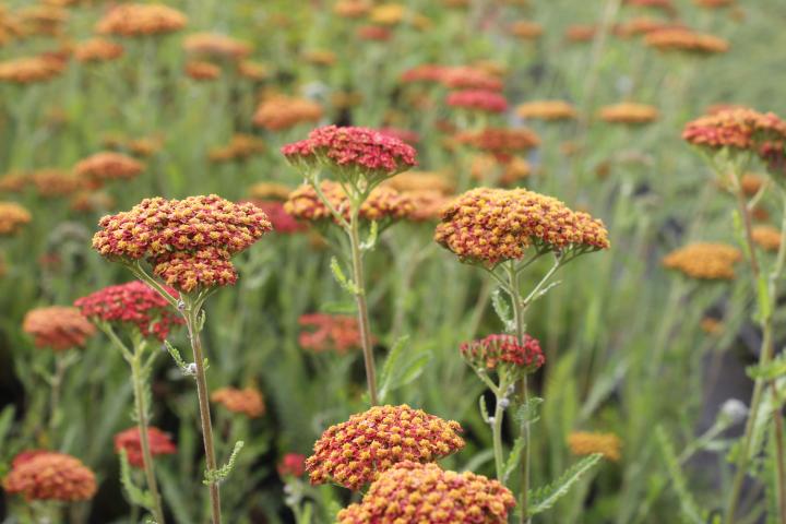 Achillea  'Feuerland'