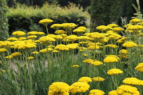 Achillea filipendulina 'Parker's Variety'