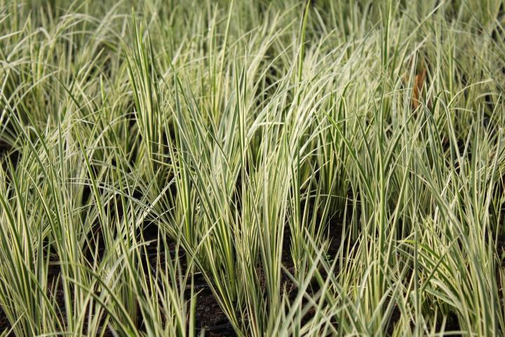 Acorus gramineus 'Oborozuki'