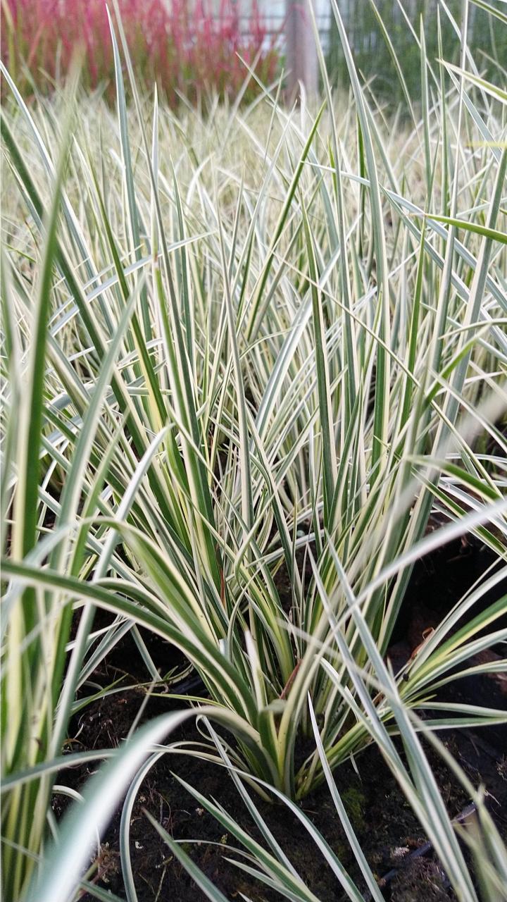 Acorus gramineus 'Variegatus'