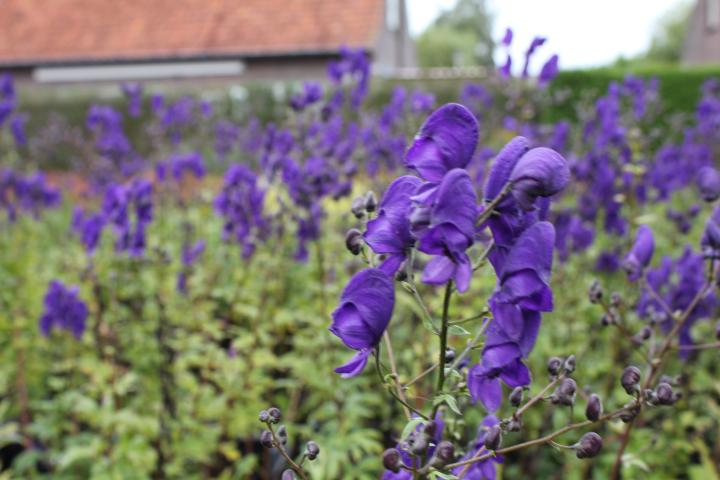 Aconitum henryi 'Spark's Variety'