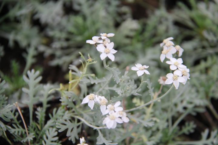 Achillea kellereri
