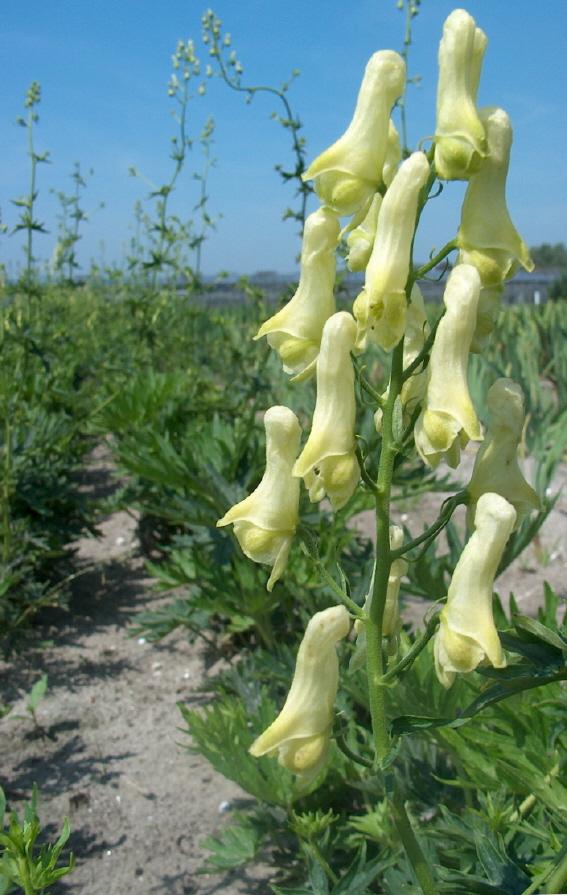 Aconitum lamarckii