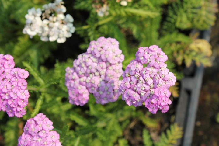 Achillea millefolium 'Appleblossom'