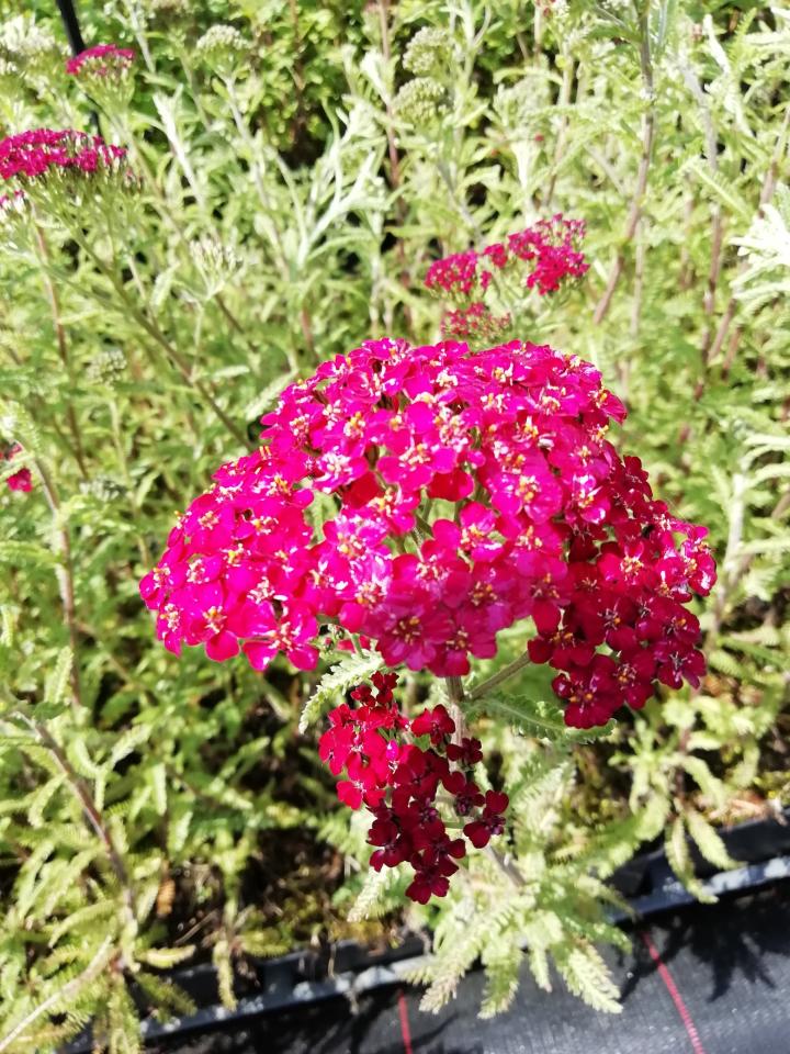 Achillea millefolium 'Christel'