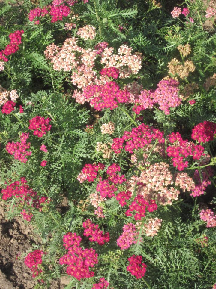 Achillea millefolium 'Christel'