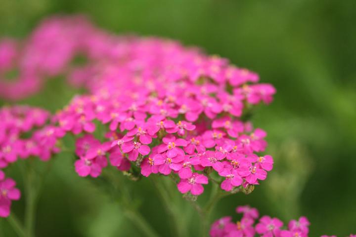 Achillea millefolium 'Cerise Queen'