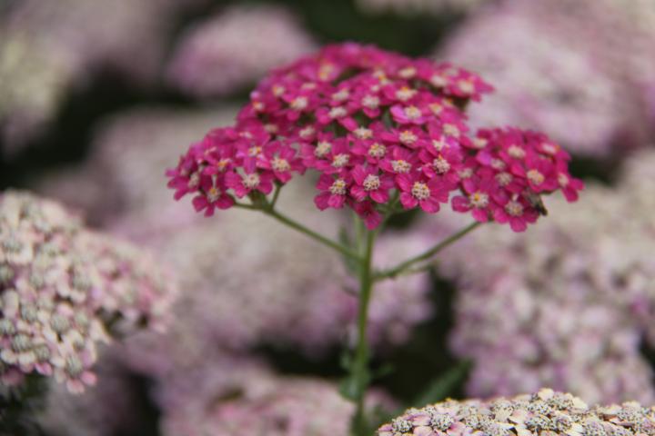 Achillea millefolium 'Excel'