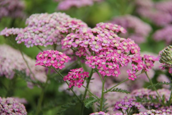 Achillea millefolium 'Excel'