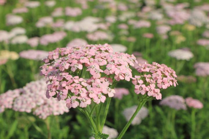 Achillea millefolium 'Lachschönheit'
