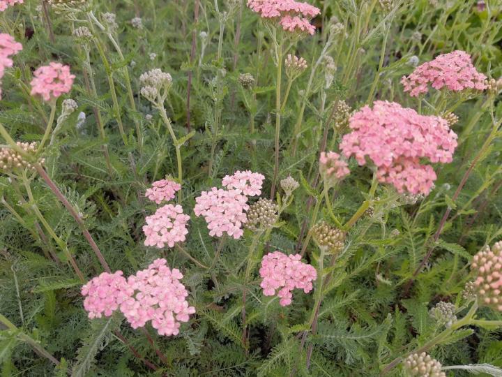 Achillea millefolium 'Lachschönheit'