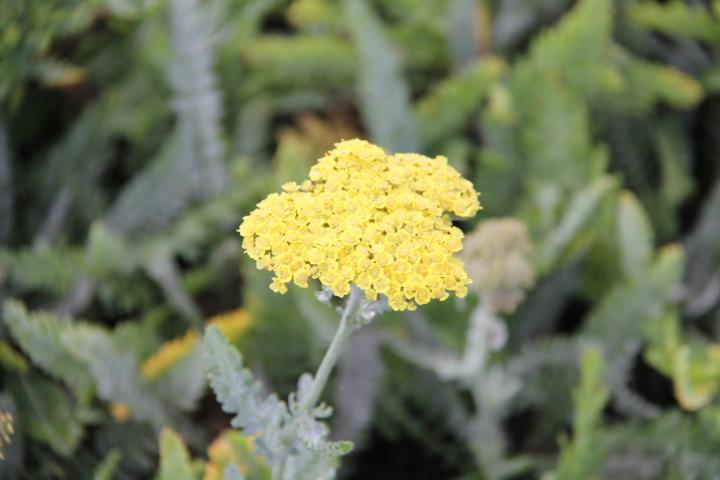 Achillea 'Moonshine'
