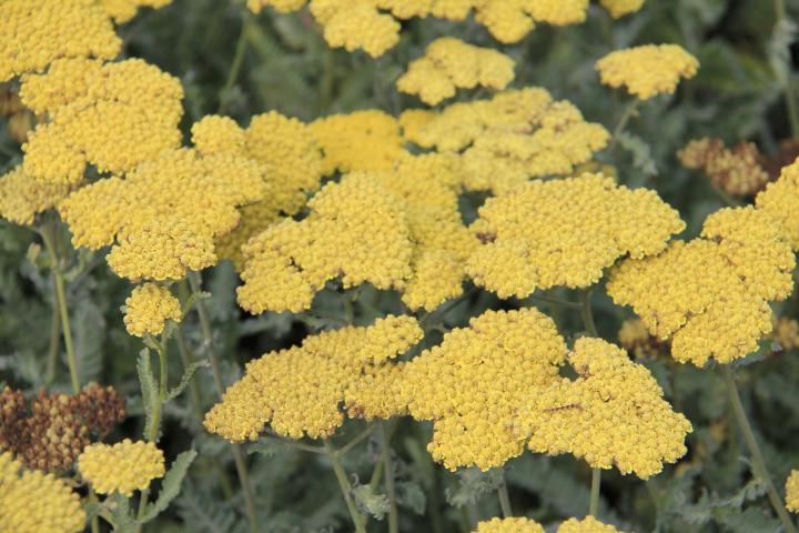 Achillea 'Moonshine'