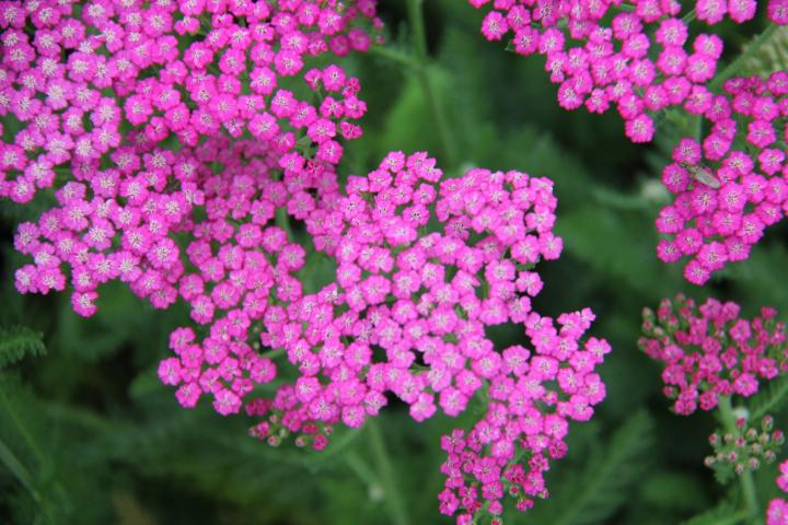 Achillea millefolium 'Pink Grapefruit'