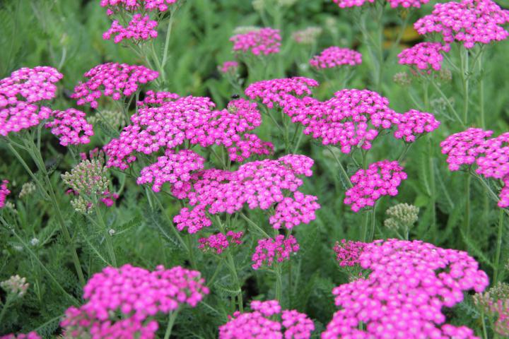 Achillea millefolium 'Pink Grapefruit'