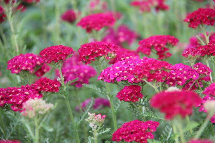 Achillea millefolium 'Pomegranate'