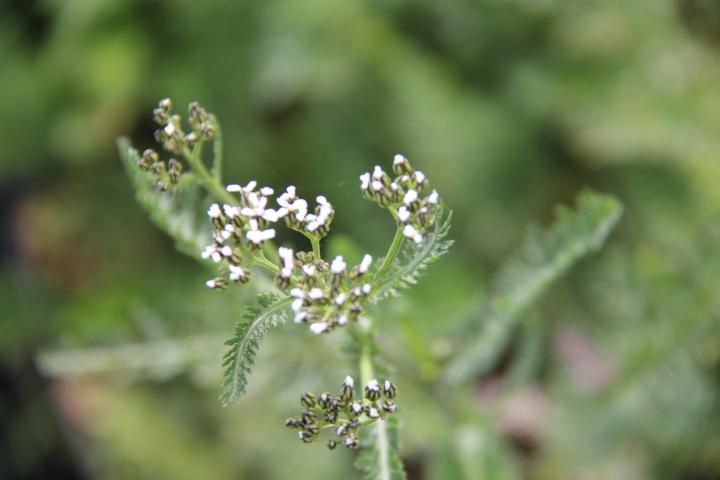 Achillea millefolium 'Proa'