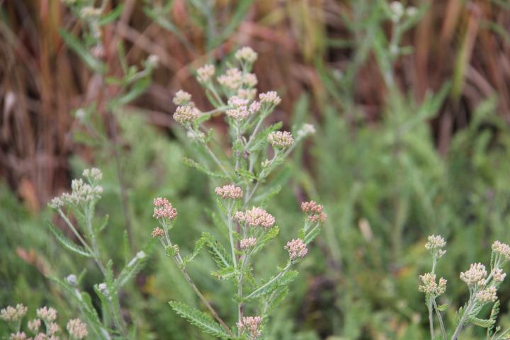Achillea millefolium 'Red Beauty'