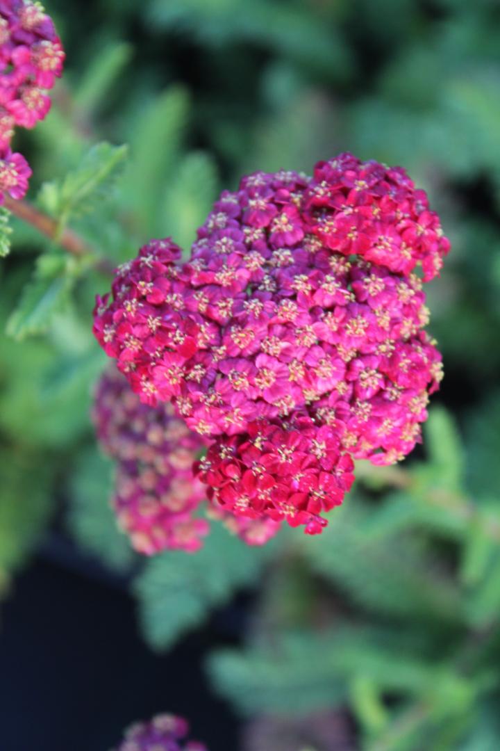 Achillea millefolium 'Red Velvet'