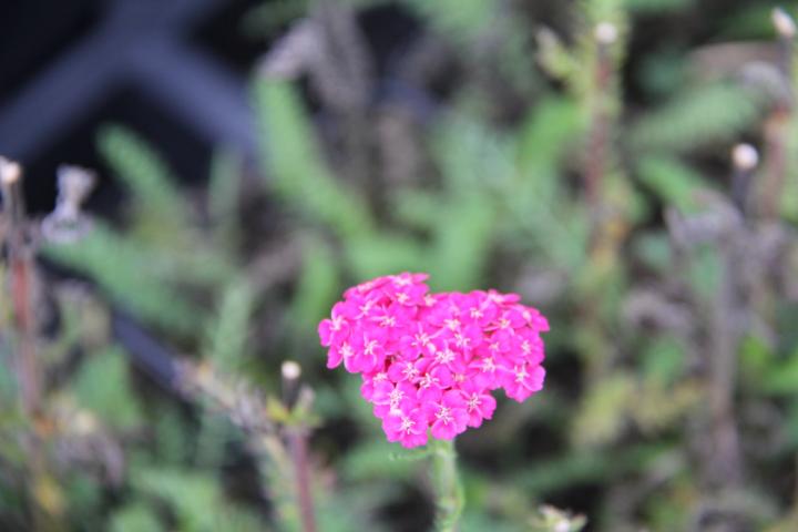 Achillea millefolium 'Saucy Seduction' PBR