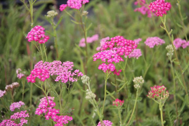 Achillea millefolium 'Summerwine'
