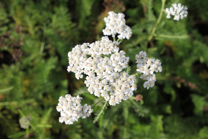 Achillea millefolium 'White Beauty'