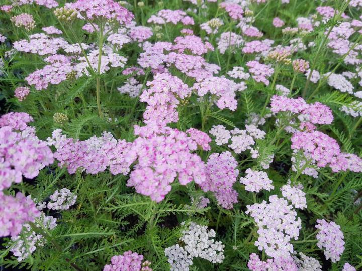 Achillea millefolium 'Wonderful Wampee'