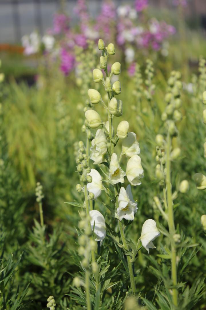 Aconitum napellus 'Album'