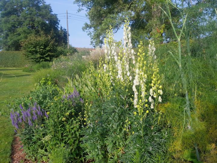 Aconitum napellus 'Album'