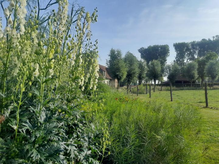 Aconitum napellus 'Schneewitchen'