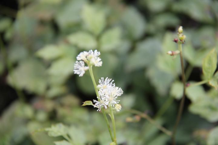 Actaea pachypoda 'Misty Blue'