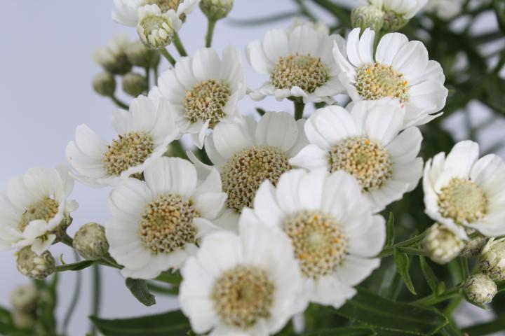 Achillea ptarmica 'Nana Compacta'