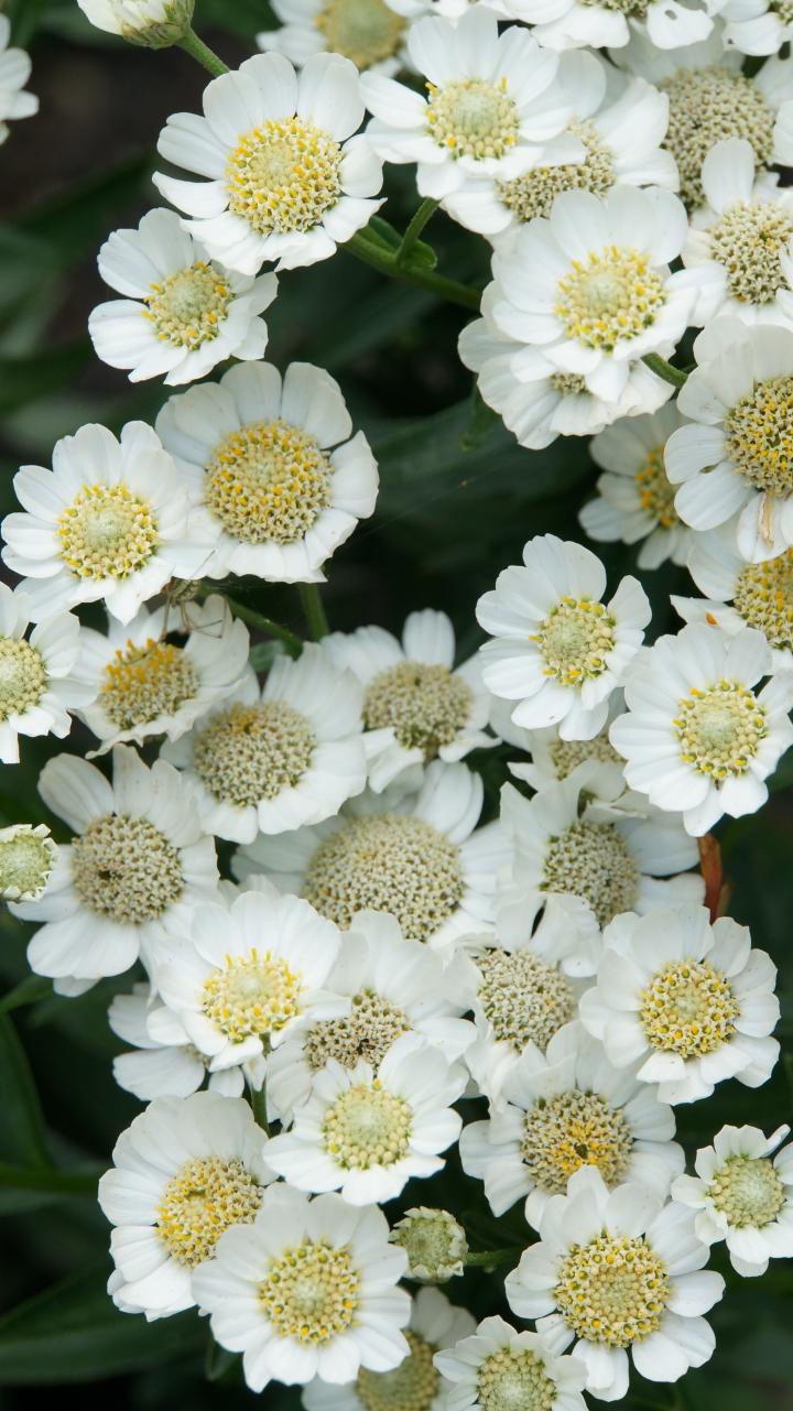 Achillea ptarmica 'Nana Compacta'